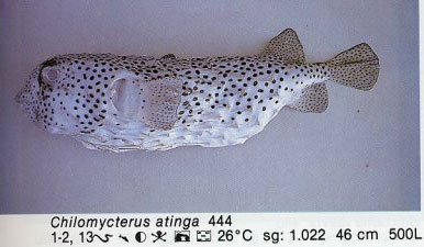 Chilomycterus atinga